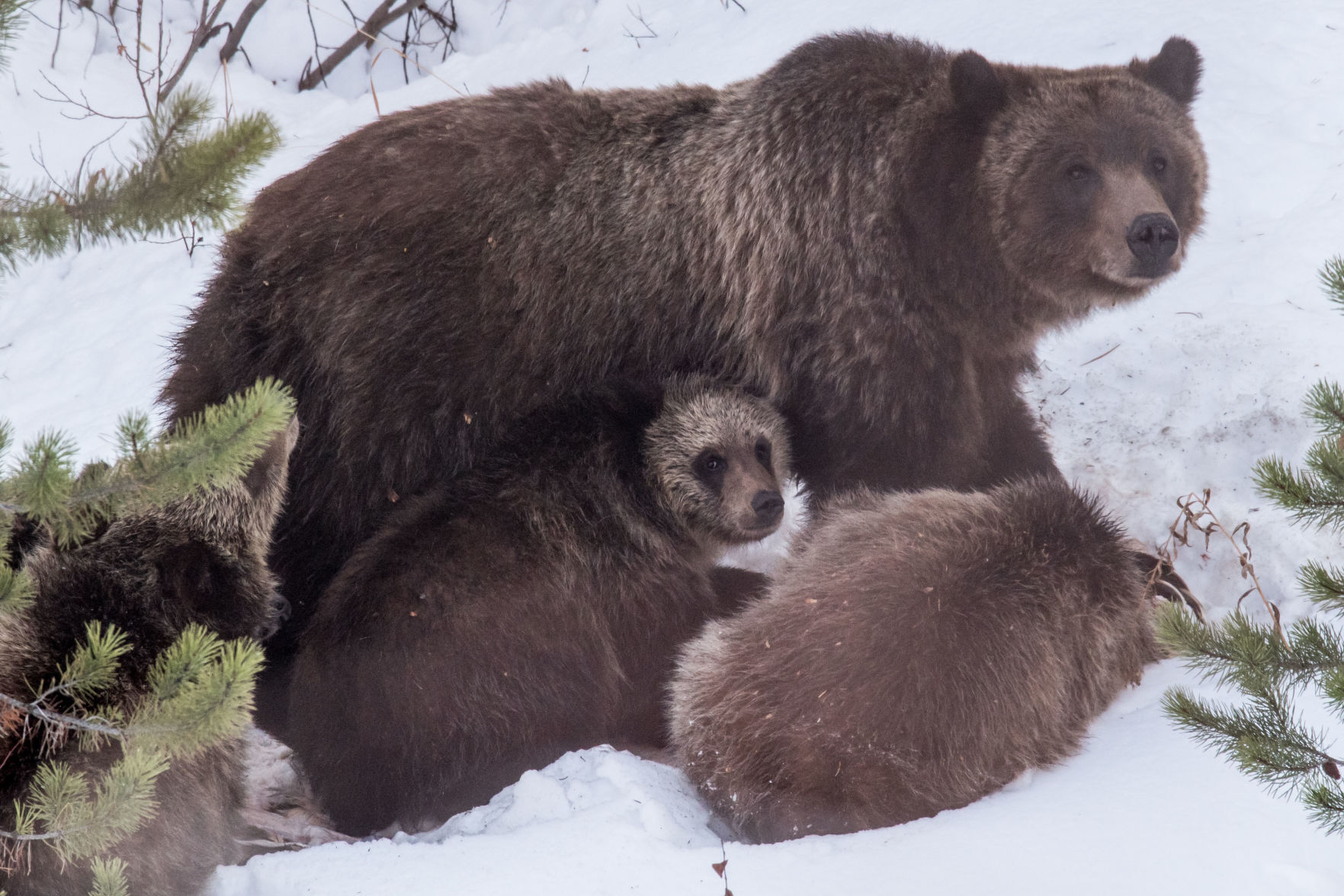 Grizzly bear 399